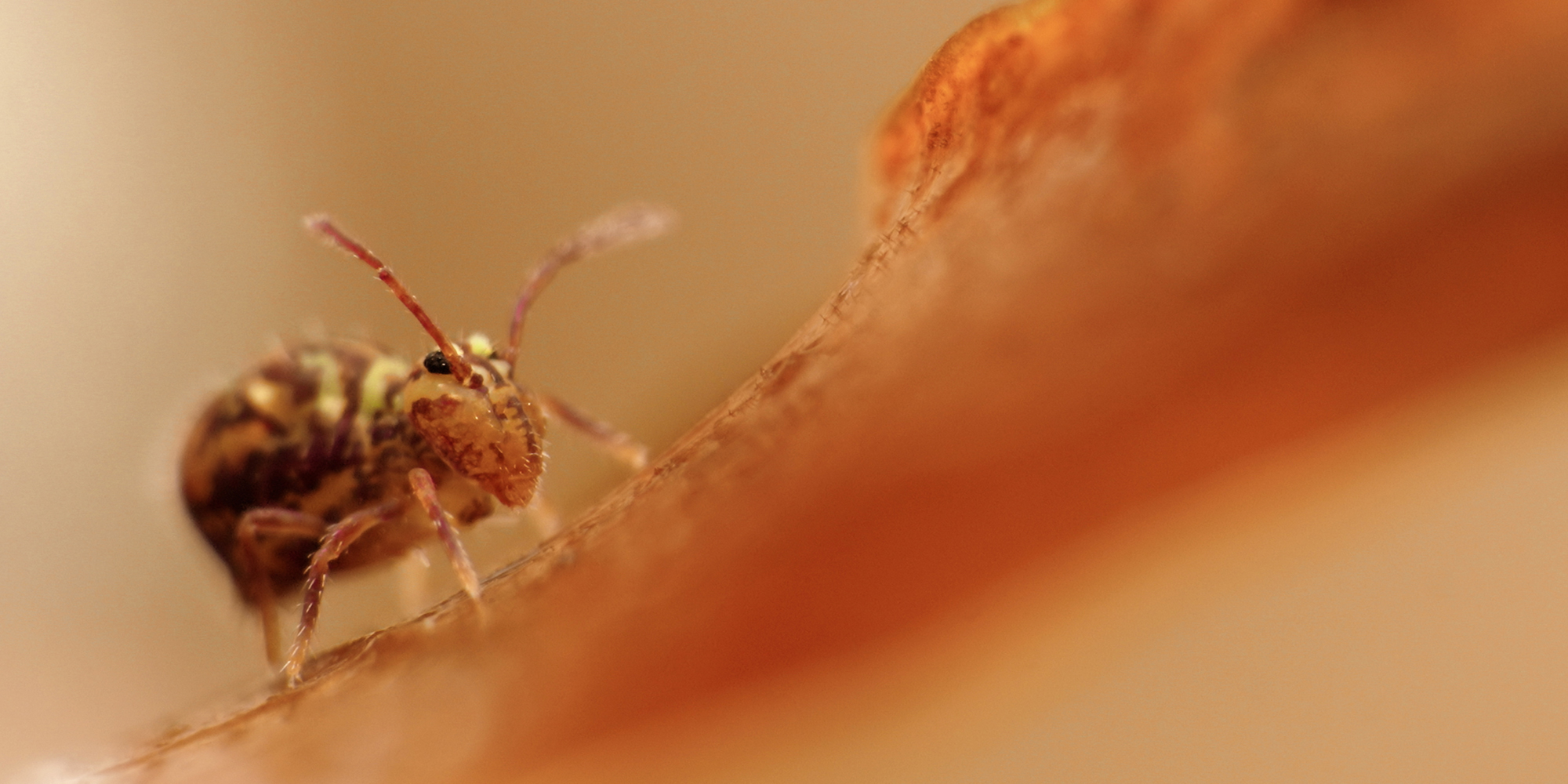 zdjęcie makro przedstawiające owada
